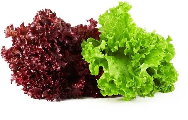 LETTUCE ICE BERG AND LOLLO ROSSO MIX VARIETY SUMMER LEAFY VEGETABLES PACK OF 30+ SEEDS