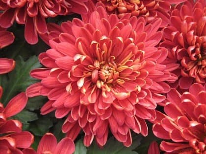 Red-pink Chrysanthemum Seed Pack