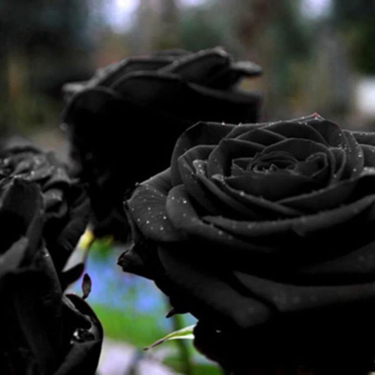 Black rose tree plant original, Original plant for black rose (1 live plant)
