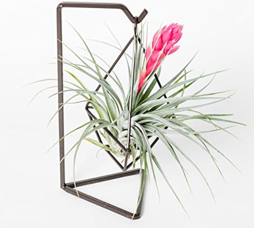Tillandsia holder Air plant holder Metal holder in Gift box by LANKUI