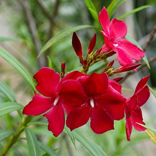 Rare Beautifull" ARALI" Nerium Oleander Flower Plant- 1 Healthy Live Plant