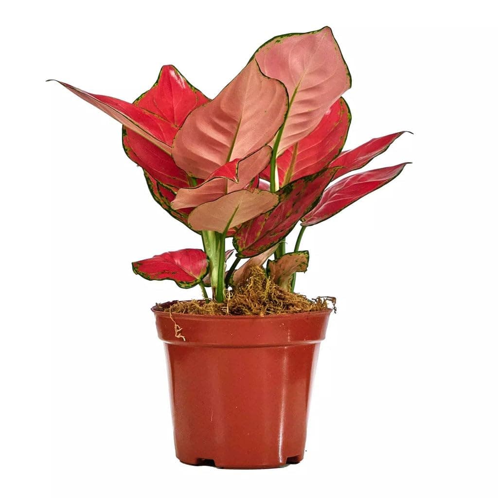 Spring Rose Souq Aglaonema Pink Plant – Air Purifying, Low Maintenance, Long Lasting Foliage, Stress Relief, Pet-Friendly & Non-Toxic– Ideal for Offices, Living Rooms, Bedrooms & Indoor/Outdoor Spaces