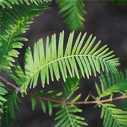 Pixies Gardens Dawn Redwood Tree Live Plant (1 Gallon Potted)