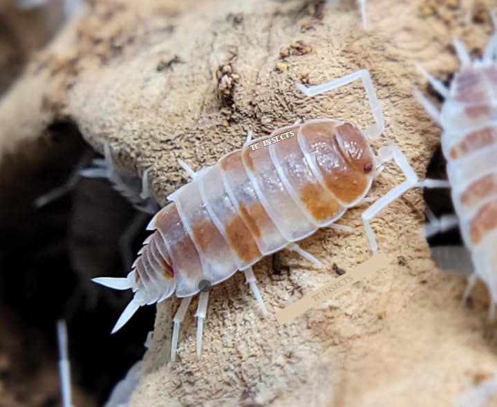 Live 25ct Powder Orange Cream Isopods (Porcellionides Pruinosus) Cleanup Crew & Reptile Food - by TC INSECTS