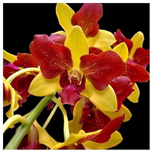 CATTERPILLAR FARM Exotic Dendrobium Live Orchid Plant (Yellow)