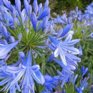 Pakhuis 10PCS Blue Clivia Agapanthus Africamus Outdoor Plant