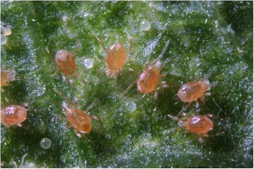 Phytoseiulus: red spider mite killer pack of 1000