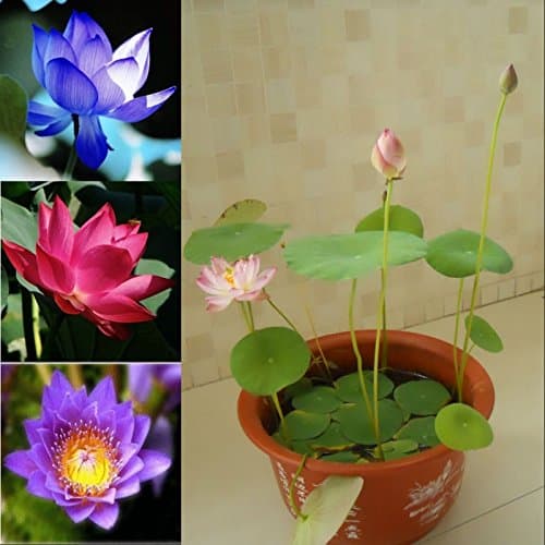 Beautiful Aquatic Mini Lotus Flowers 10 Seeds Mixed Colors