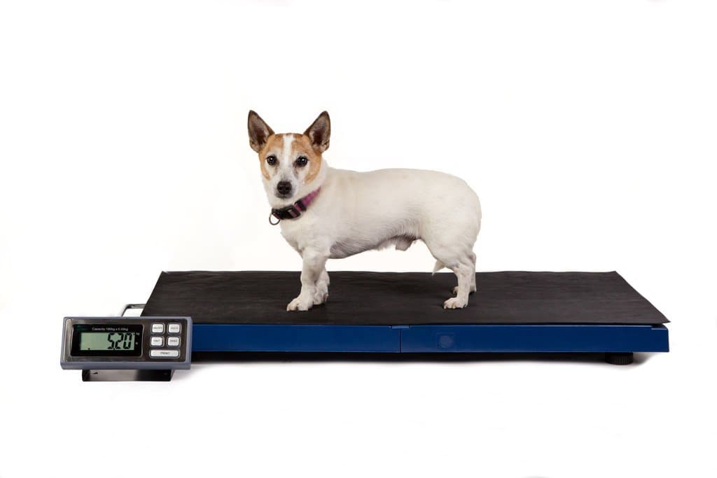 LW Measurements Europe Ltd Veterinary Scale LCVS180K - 180KG x 0.05KG Large Lightweight Blue Rubber Vet Scale with 'Hold' Function for Animal Weighing