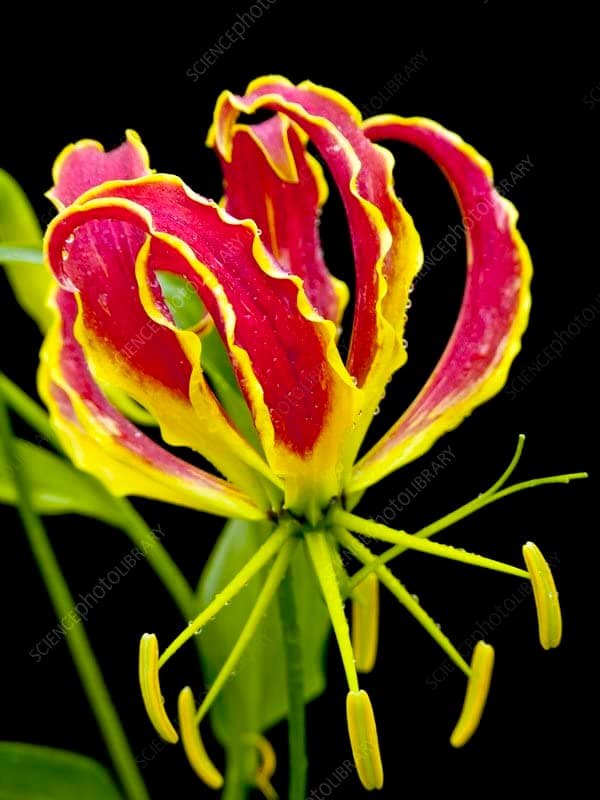 Gloriosa Lily Plant Live for Home Gardening pack of 3 bulbs