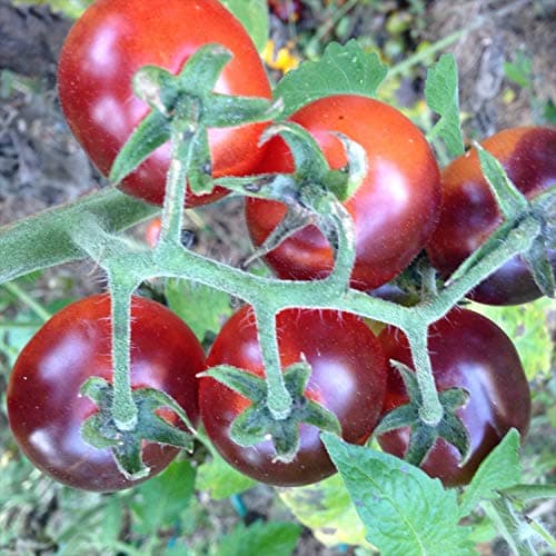 Indigo Tomato Collection, 3 Varieties