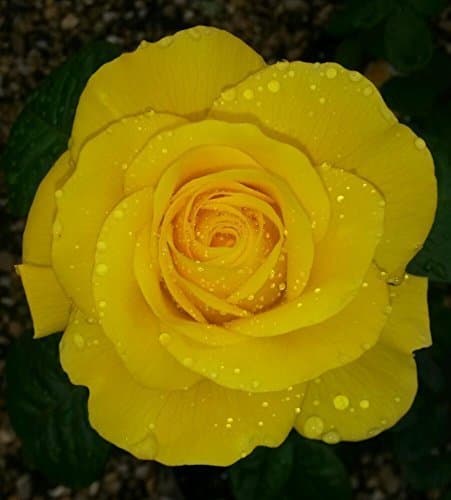 Golden Wedding Floribunda Rose Bush Bare Root