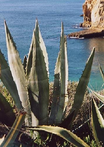 TROPICA - Agave (Century Plant, American Aloe, Maguey (Agave americana) - 10 Seeds - Mediterranean