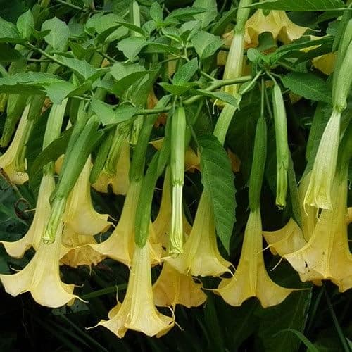 Brugmansia Suaveolens Yellow Trumpet Seeds (Tree & Shrub Seeds)