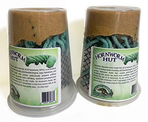 Educational Science Professional Hornworm Breeding Kit, THK1000