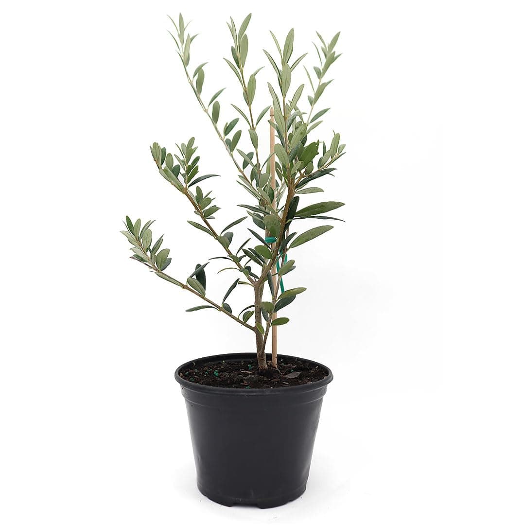 American Plant Exchange Arbequina Olive Tree – Live 5-Inch Pot, Fruit Bearing Tree, Cold Hardy Edible Variety for Containers, Patios, and Mediterranean-Inspired Gardens