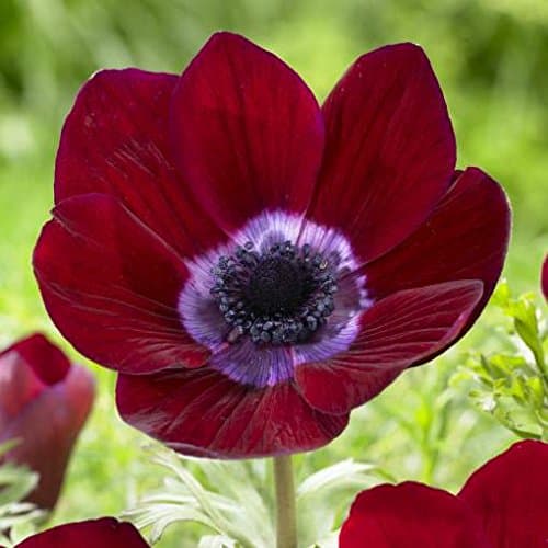 IMP. Anemone | Anemoneae | windflowers Flower Bulbs Home Outdoor Gardening Flowering Bulbs Blooming planting (Pack Of 1 Bordeaux Anemone)