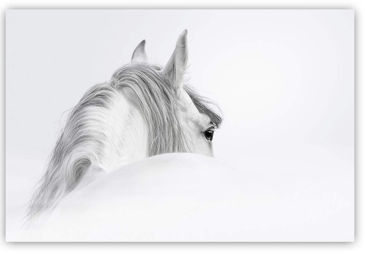 Museum Quality Wall Art - The Mystical White Horse in White and Black with a Silver-Tone, High Resolution Giclee Printing on Canvas Wrap, from Our Global Collection H0024