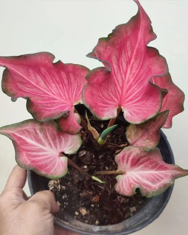 Siddhi Vinayak Gallery® Caladium flower bulbs Pink Flower Bulb For Indoor & Outdoor Gardening Pack of 1