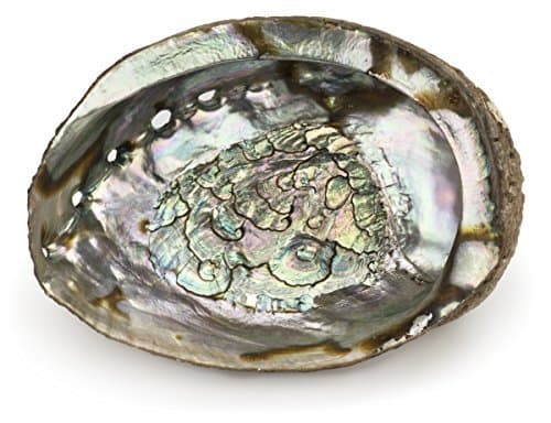 ARTEMISTORE Abalone Shell (4") - NOT for Export - US ONLY