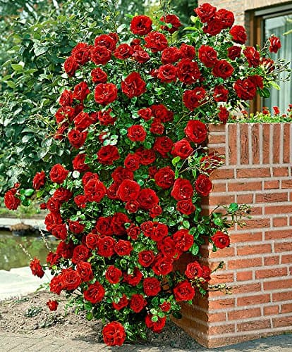 CATTERPILLAR FARM® Dark Red Climbing Rose 1 Healthy Live Plant In Poly bag