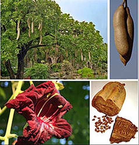 Kigelia pinnata,Sausage Tree, Nice Flower, Heavy Fruits, 10 Seeds