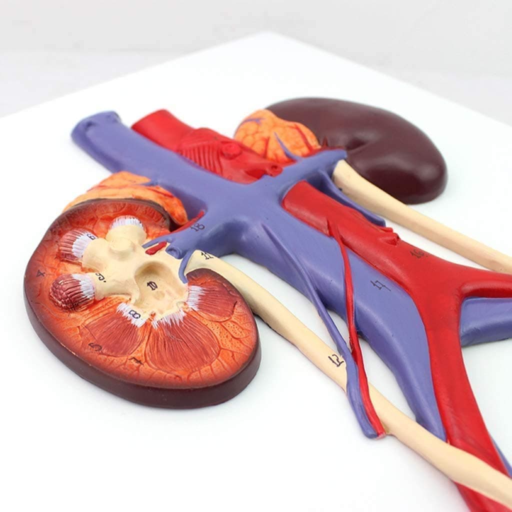 Urinary System Model - Organ Human Anatomical Model Human Urinary System Model - Anatomical Urinary System Model for Educational Medical Aid to Education, A