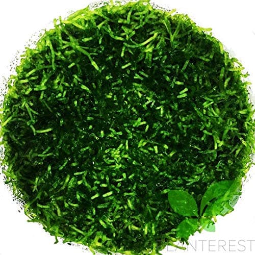 Riccia Fluitans in Nutrii Cup Live Aquarium Plant Decorations BUY2GET1FREE