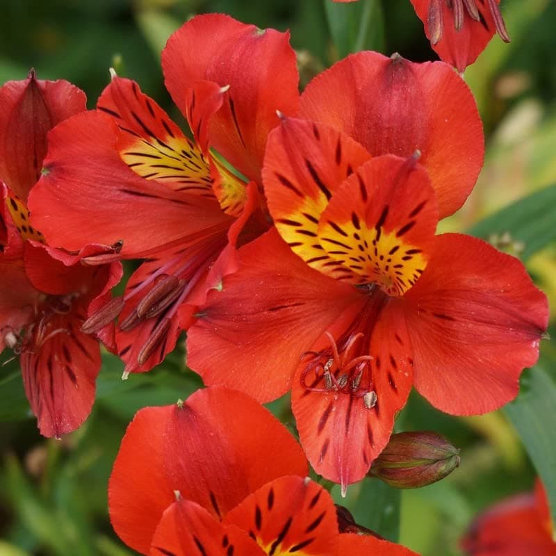 FernsFly® Imported Alstroemeria Peruvian Lily Perennial Aromatic Summer Flower Tuberou Bulbs for Home Pot Land Gardening Blooming Planting (Pack of 5 Vito Alstroemeria)