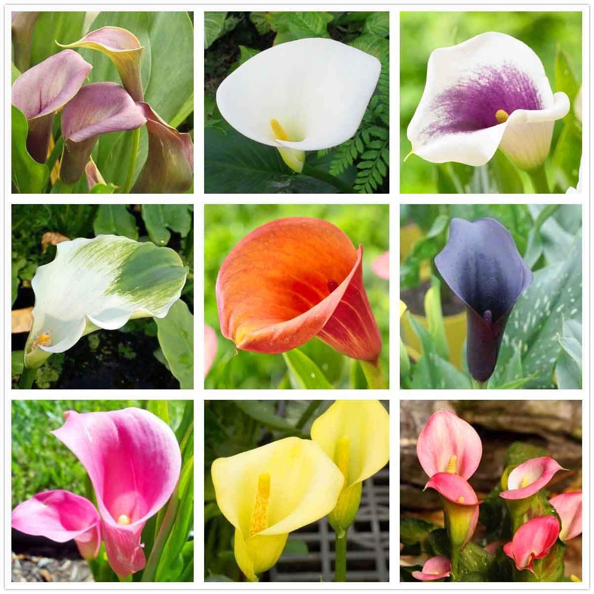 Calla Lily Mix(100+)Seeds Flowers Easy to Grow Planting for Outdoor Indoor Home Bonsai