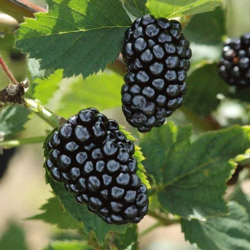 NooElec Seeds India 20+ Seeds- Sweet Black Berry Giant Blackberries Heirloom Blackberry Seeds Triple Crown Blackberry