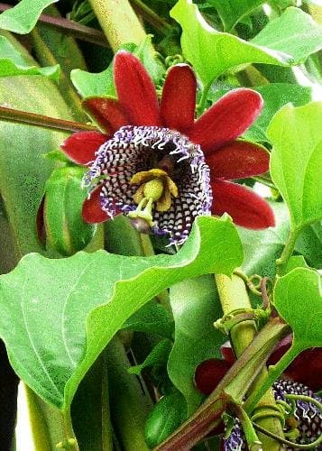 Tropica - Giant Grenadilla (Passiflora quadrangularis) - 12 Seeds - Climbing Plants