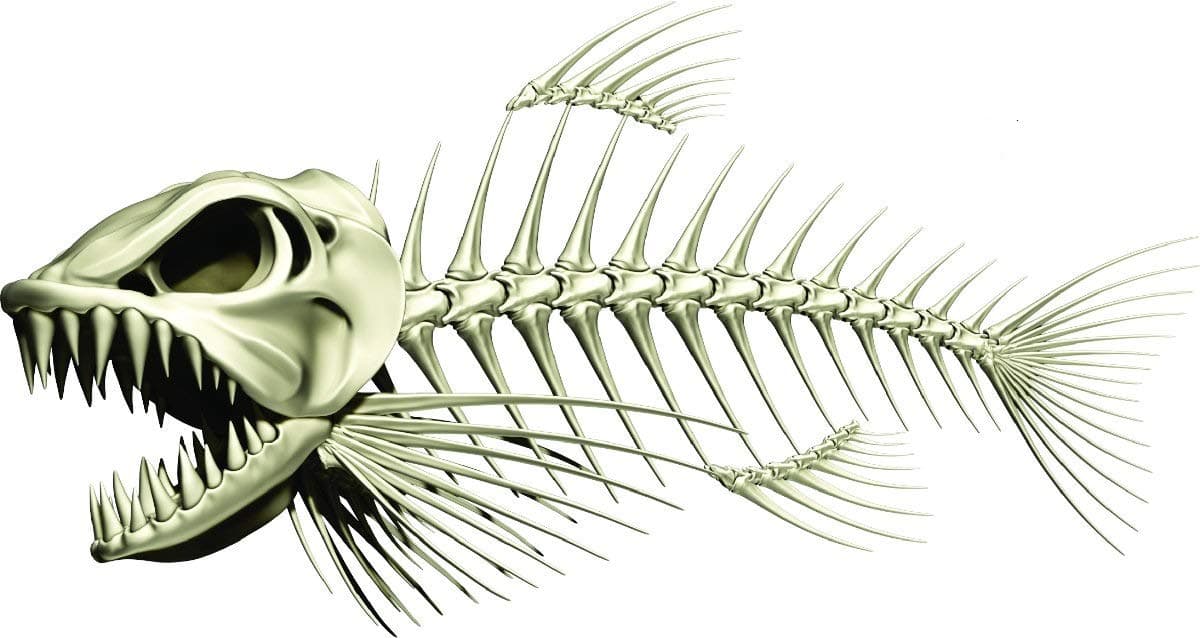 Skeleton Beautiful Fish Decal | Fishing Decal for Boat, Car, Vehicle, Truck Etc. | Waterproof Vinyl Sticker | Many Sizes & Styles Available | 12" to 40" by Digital Fish Art (X-Large, Position 1)