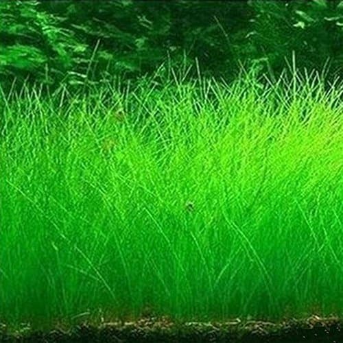 SKAISK Aquarium Aquatic Plant Seeds,Long Water Grass Seeds for Freshwater Fish Tanks/Aquarium Plant Decor,Easy Growing Carpet Plants