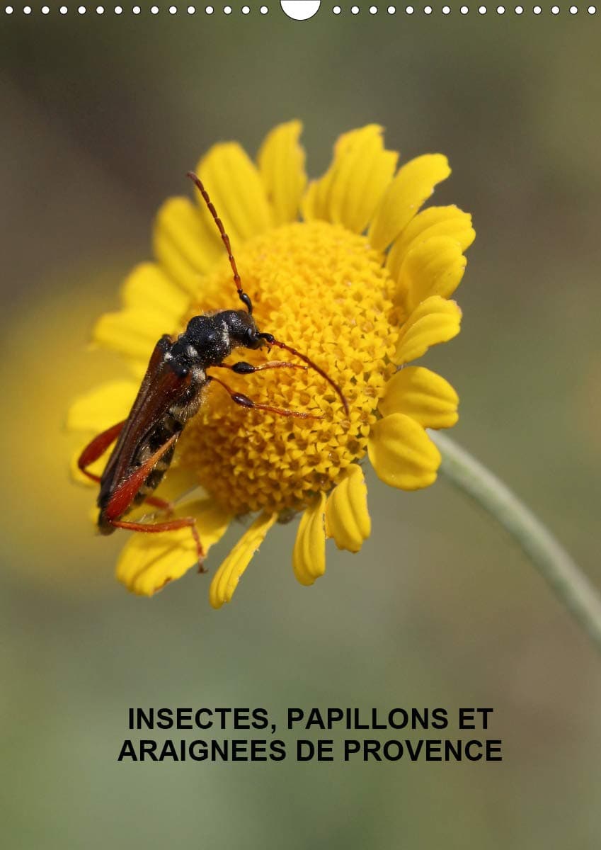 Insectes, papillons et araignées de Provence 2020: Les insectes, papillons et araignées de nos belles prairies (Calvendo Nature)