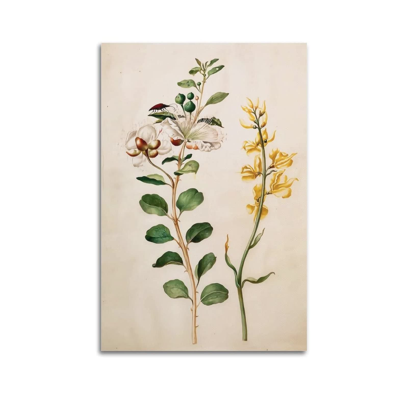 HAATTI Study of Capers, Gorse, And A Beetle By Maria Sibylla Merian Poster Canvas Art And Wall Art Picture Print Modern Family Bedroom Decors 24x36inch(60x90cm)