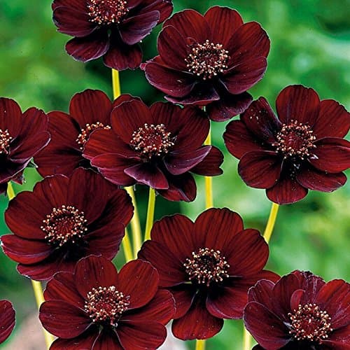 50 Seeds Chocolate Cosmos - Blooms All Summer Long And Has Rich Scent Like Chocolate, Diy Home Garden Flower