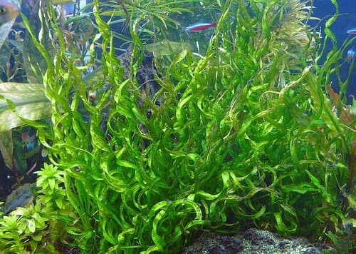 Echinodorus"Vesuvius" - Helanthium sp 'Vesuvius' - Live Aquarium Plant