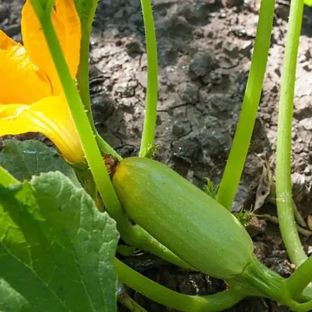 30pcs graines de courgettes Cour de légumes ornementales paysage Pastoral Unique Forte adaptabilité facile à Planter des vignes à feuilles persistantes Culture à croissance Rapide
