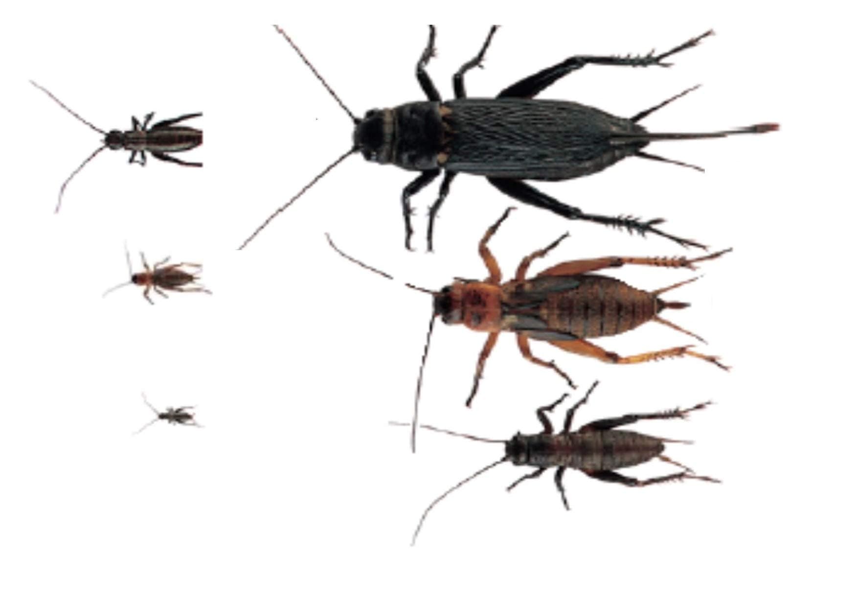 500 Black Crickets Micro Size - 1, Live Hatchlings 2-4MM. NEXT DAY DELIVERY ORDER BEFORE 12 NOON.