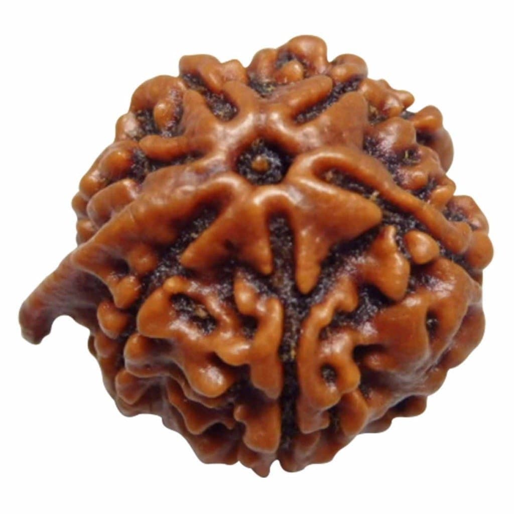Arihant Gems & Jewels 6 Mukhi/Faced Ganesh Ji Nepali Rudraksha 100% Natural, Original & Certified Astrological Round Rudraksha Seeds Loose Beads (Elaeocarpus ganitrus) Unisex Both for Men & Women