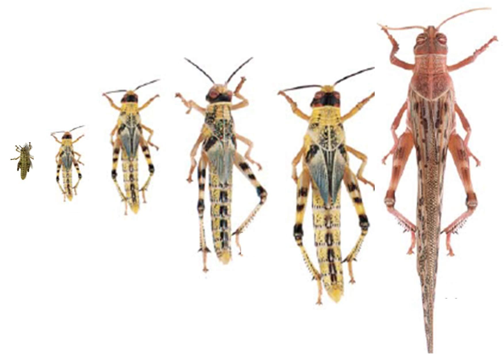 The Mealworm Company LIVEFOODS DIRECT LH1TUB Hatchling Locusts prepackTub of 25 8-10mm