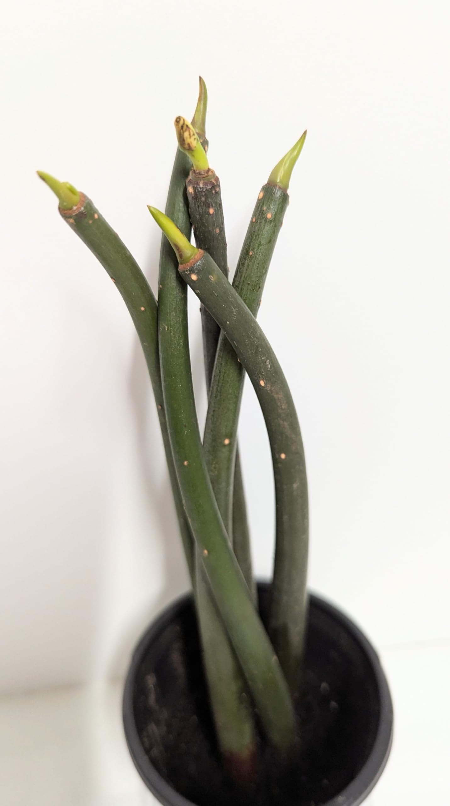 Five Young Mangrove Plants with rootlets in a Four inch Pot with Pot Tray and Plant Food and Our own Care Guide.