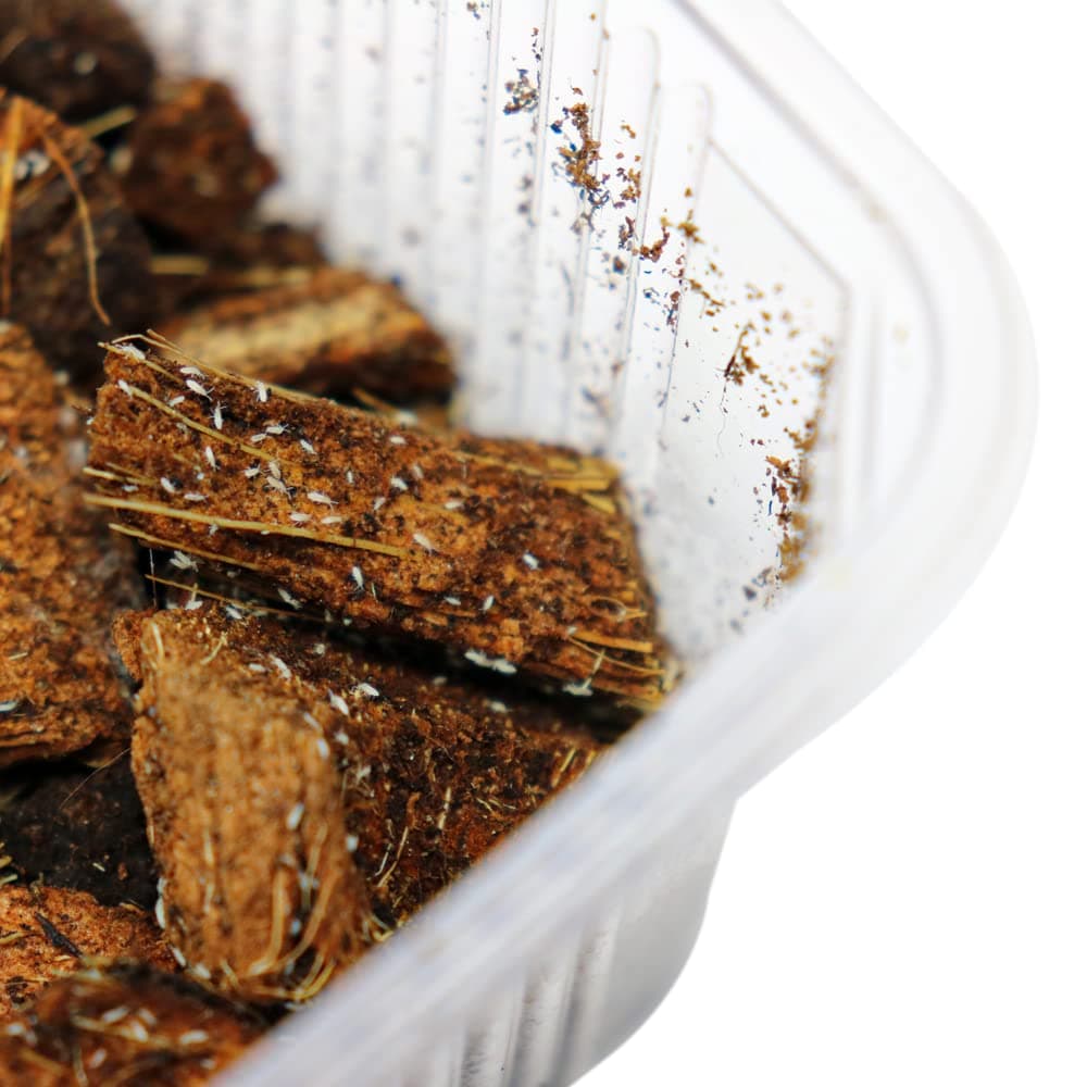 Swell Reptiles Live Springtails. Live Food for Reptiles and Bioactive Custodians