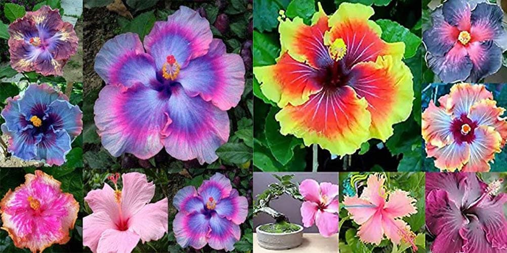 On Sale!!! 200pcs Hibiscus seeds 24kinds HIBISCUS ROSA-SINENSIS Flower seeds hibiscus tree seeds for flower potted plants