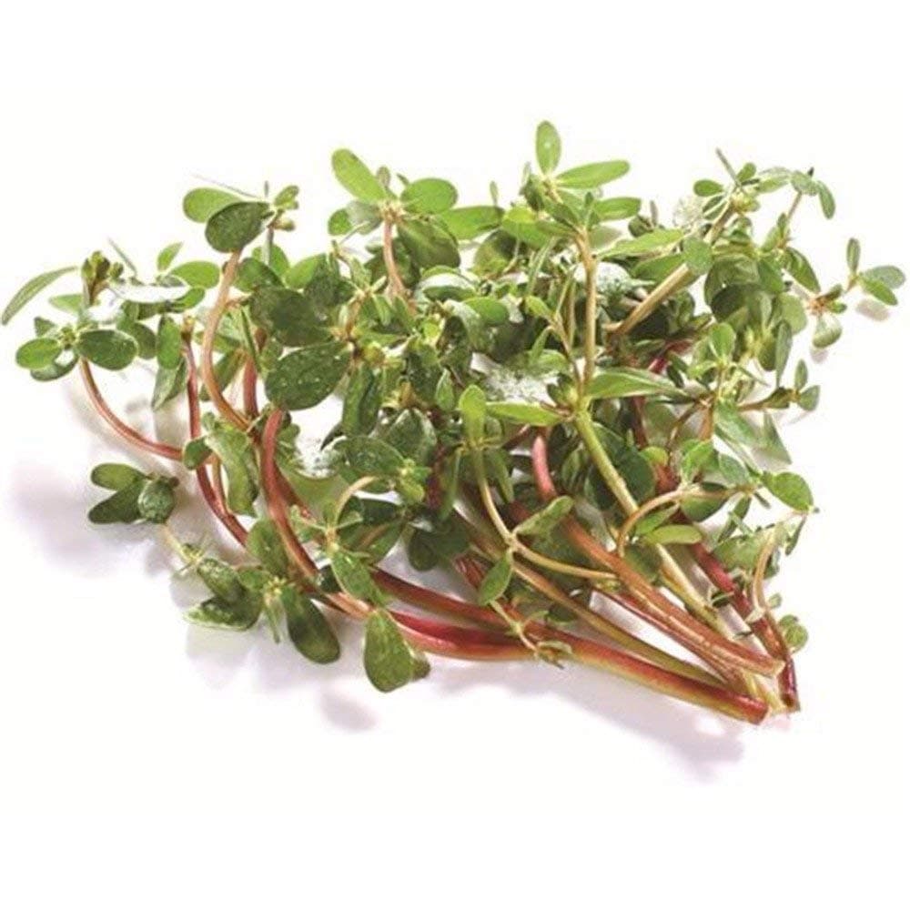Potseed Imixlot 3000 pc/Sacchetto Portulaca Prodotti Alimentari Semi Non trattati Erba per Il Giardino Domestico di Decorazione di piantatura da Self