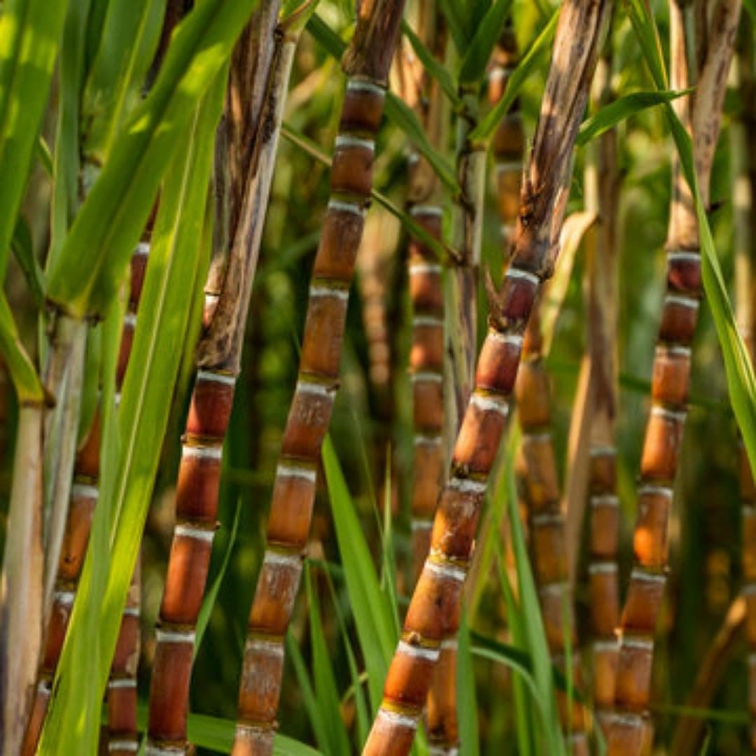 ARIYA Rainbow suger Cane live plant,SUGARCANE SEEDLING,Cerukugaḍa,Karumpu,Kabbu,ganna live plan