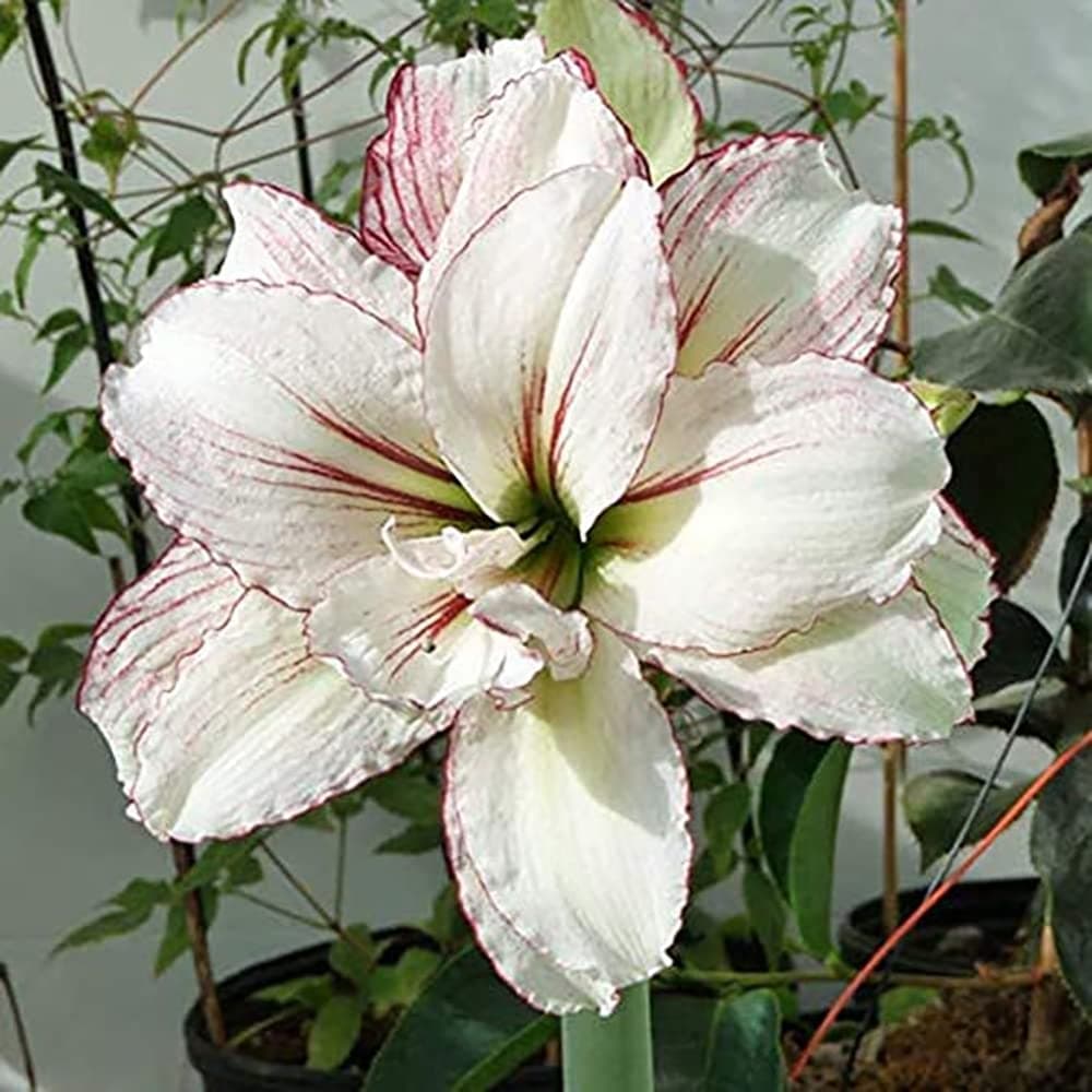 2pcs Amaryllis Zwiebeln Reine Gartendekoration Blumensträuße geeignet für Innen und Außengärten Amaryllis Blumen für Anfänger Einfach zu pflanzen