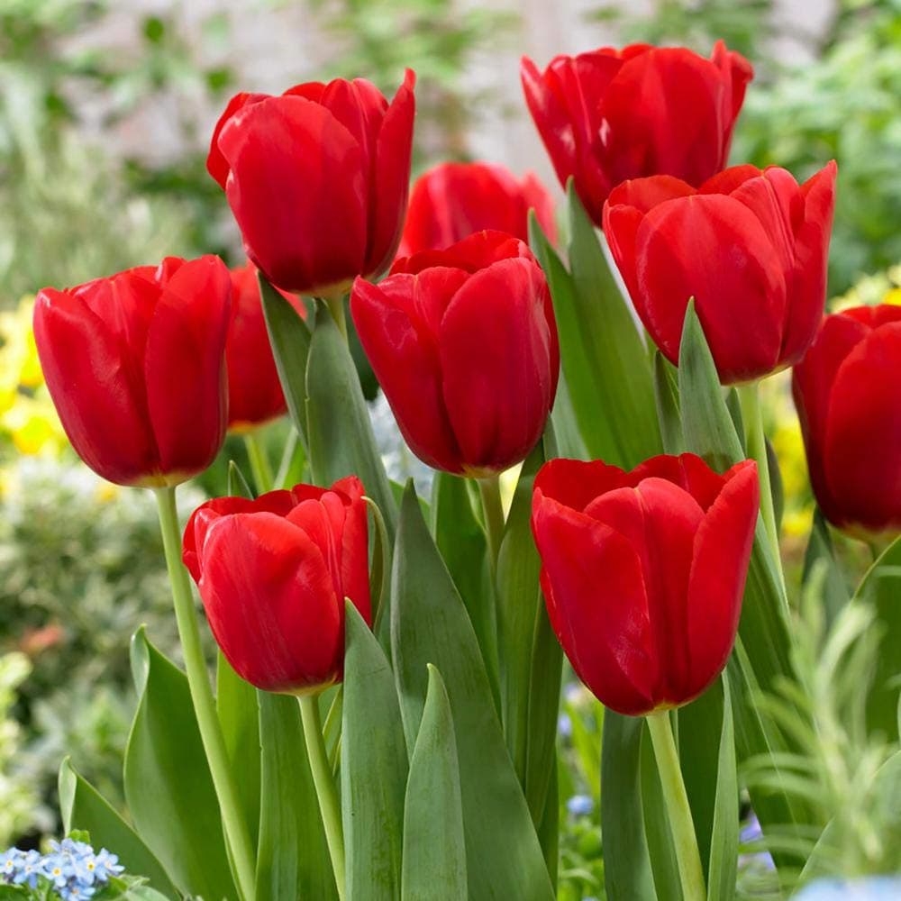 Floriculture Greens Flower Bulbs Tulip Imported Flower Bulbs For Gardening (Red, Pack of 6 Bulbs)