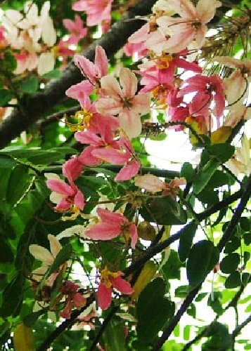 TROPICA - Pink Shower Tree (Cassia grandis) - 8 Seeds - Tropical Magic